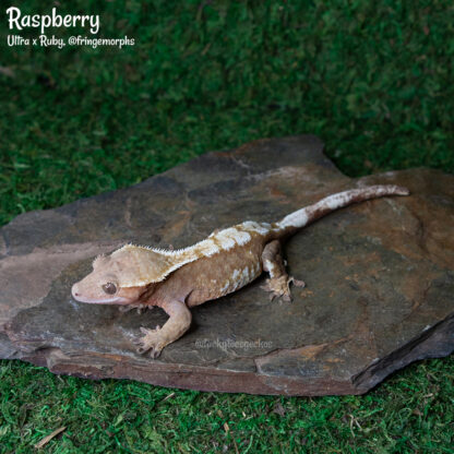 Raspberry - 51.0g female, proven - Image 2