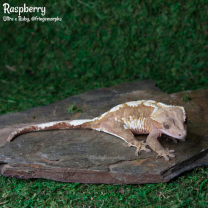 Raspberry - 51.0g female, proven