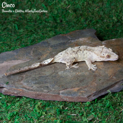Cinco - 40.1g, female - Image 2