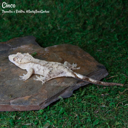 Cinco - 40.1g, female