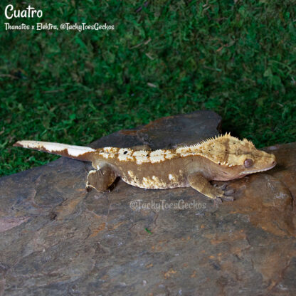 Cuatro - 40.6g, male - Image 2