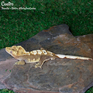 Cuatro - 40.6g, male