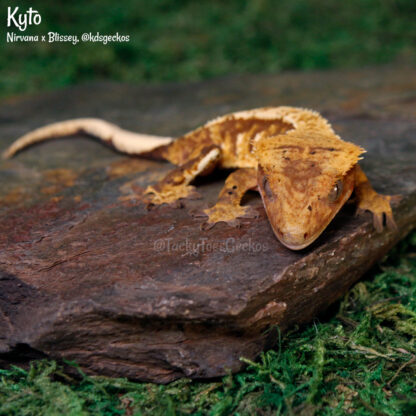 Kyto - 51.6g, female - Image 3