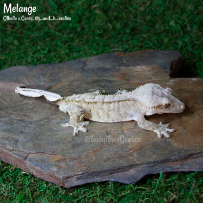 Melange - 40,0g male - Image 2