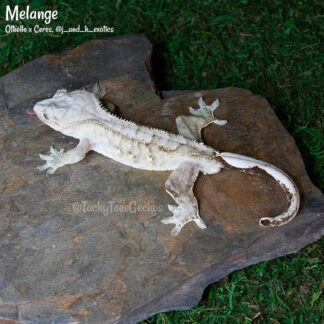 Melange - 40,0g male