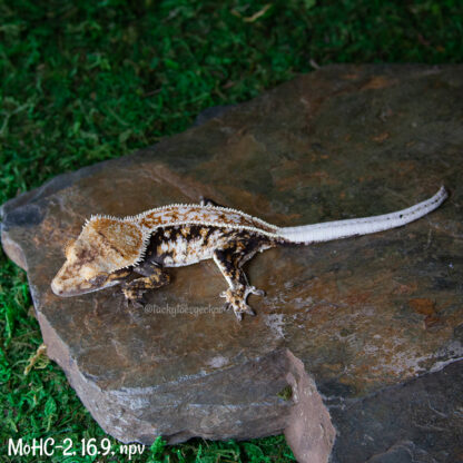 Mordred x Hot Chick #2, 16.9g npv - Image 3