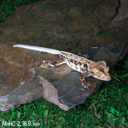 Mordred x Hot Chick #2, 16.9g npv - Image 2