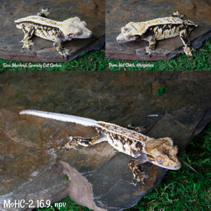Mordred x Hot Chick #2, 16.9g npv