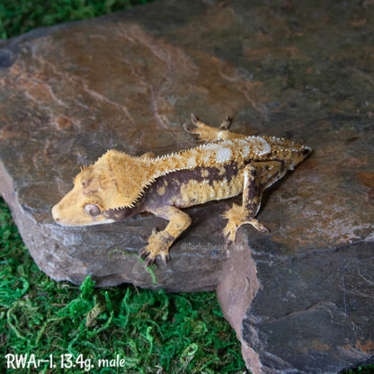 RW x Ares #1, 13.4g male - Image 4