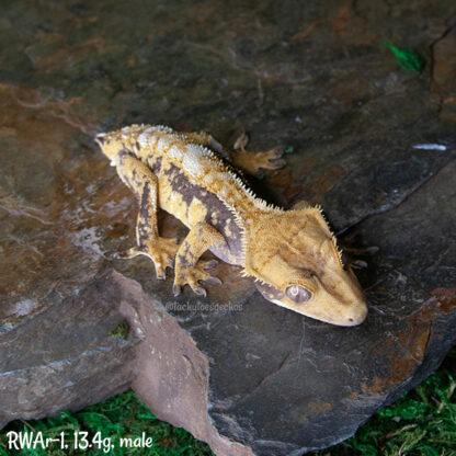 RW x Ares #1, 13.4g male - Image 3