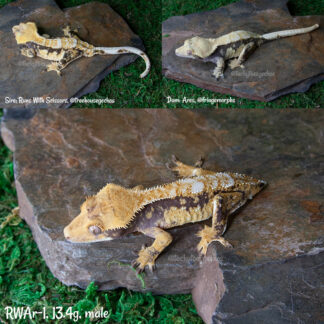 RW x Ares #1, 13.4g male