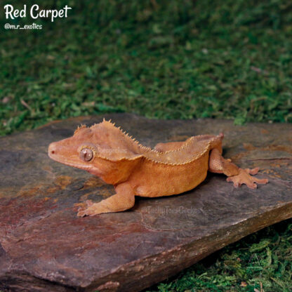 Red Carpet - 42.2g male - Image 2