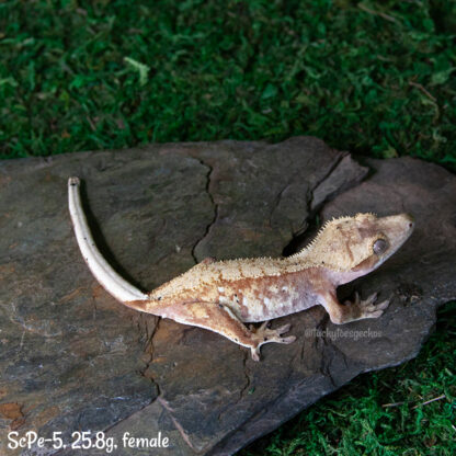 Scipio x Periwinkle #5, 25.8g female - Image 3