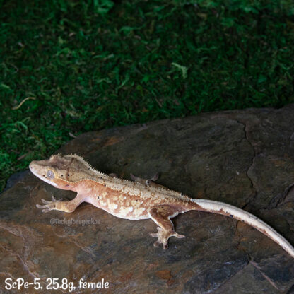 Scipio x Periwinkle #5, 25.8g female - Image 2