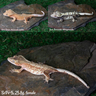 Scipio x Periwinkle #5, 25.8g female