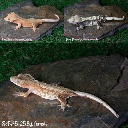 Scipio x Periwinkle #5, 25.8g female