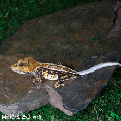 Mordred x Hot Chick #3, 25.3g male - Image 3