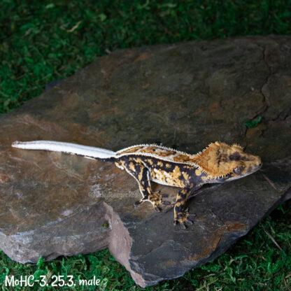 Mordred x Hot Chick #3, 25.3g male - Image 2
