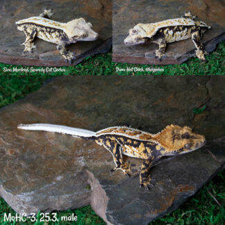 Mordred x Hot Chick #3, 25.3g male