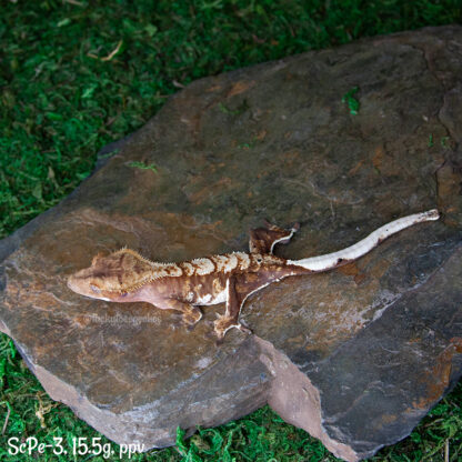Scipio x Periwinkle #3, 15.5g ppv - Image 3