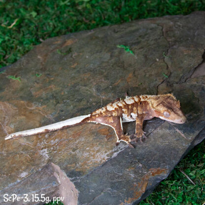 Scipio x Periwinkle #3, 15.5g ppv - Image 2