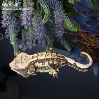 Aurelius - 51.0g, male