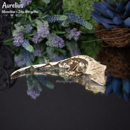 Aurelius - 51.0g, male - Image 2