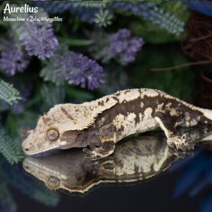 Aurelius - 51.0g, male - Image 3