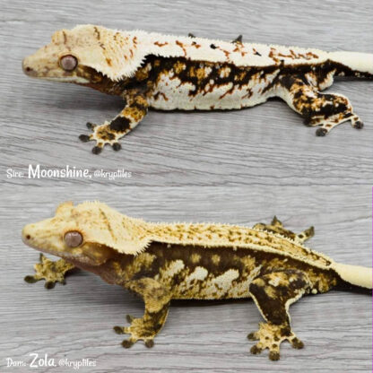 Aurelius - 51.0g, male - Image 4