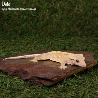 Dolo - 43.8g, male - phantom eye! - Image 2