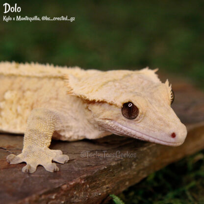 Dolo - 43.8g, male - phantom eye! - Image 3