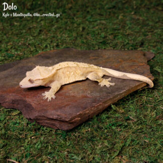 Dolo - 43.8g, male - phantom eye!