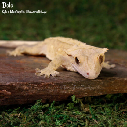 Dolo - 43.8g, male - phantom eye! - Image 4