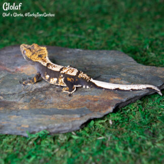 Glolaf - 40.3g, male