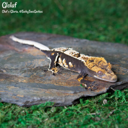 Glolaf - 40.3g, male - Image 3