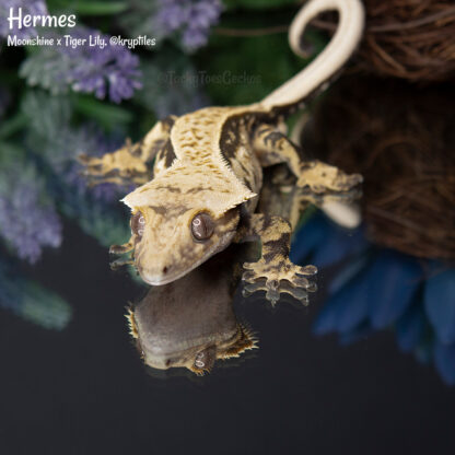 Hermes - 49.4g, male - Image 3
