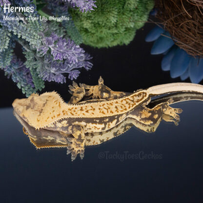 Hermes - 49.4g, male