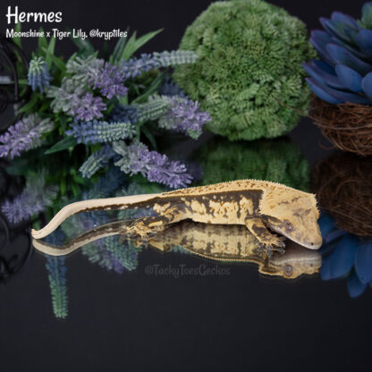 Hermes - 49.4g, male - Image 4