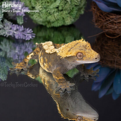 Hershey - 42.9g, male - Image 2