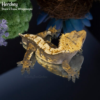 Hershey - 42.9g, male - Image 3