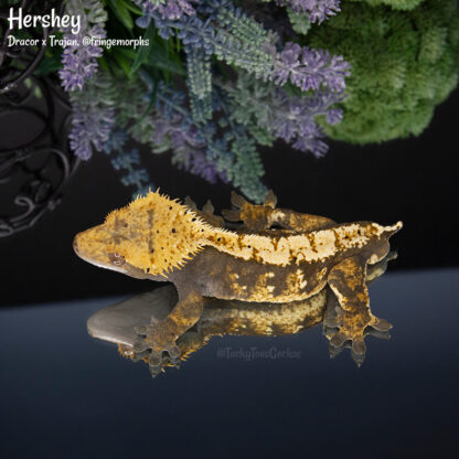 Hershey - 42.9g, male