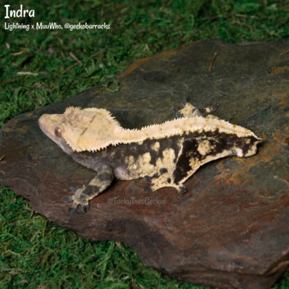 Indra - 48.3g, male - Image 2