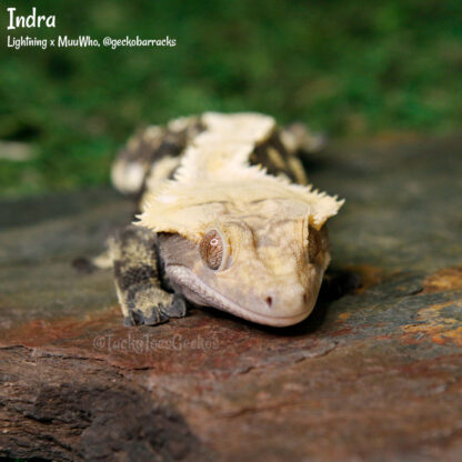 Indra - 48.3g, male - Image 3