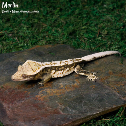 Merlin - 41.0g, male - Image 2