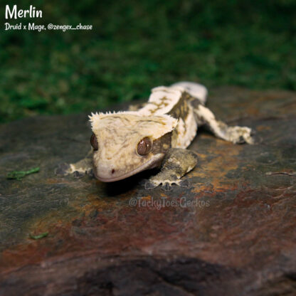 Merlin - 41.0g, male - Image 3