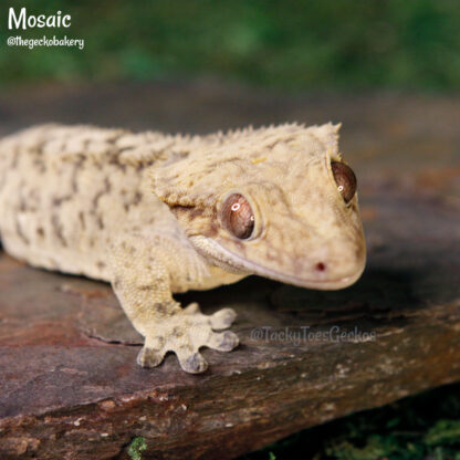 Mosaic - 41.0g, male - Image 2