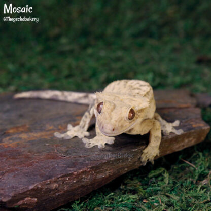 Mosaic - 41.0g, male - Image 4