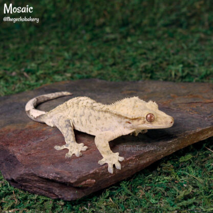 Mosaic - 41.0g, male - Image 5