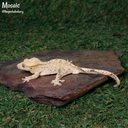 Mosaic - 41.0g, male - Image 6