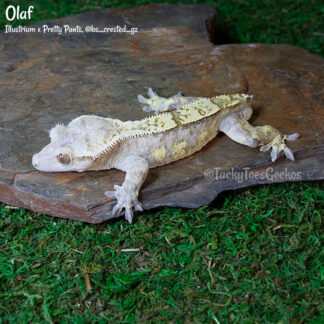 Olaf - 41g, male, proven